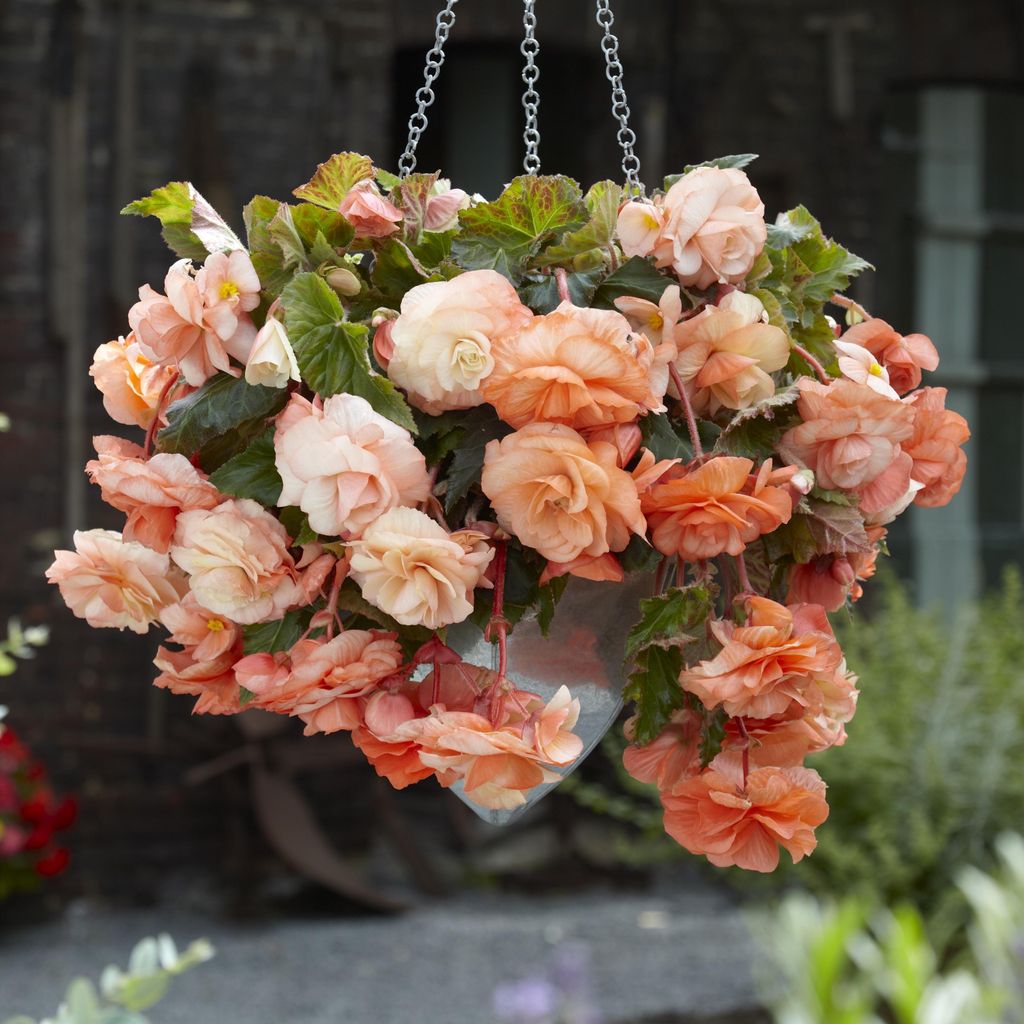 Begonia Odorata Splendide Apricot 1 ks sadeničky begónie Obrázok produktu 