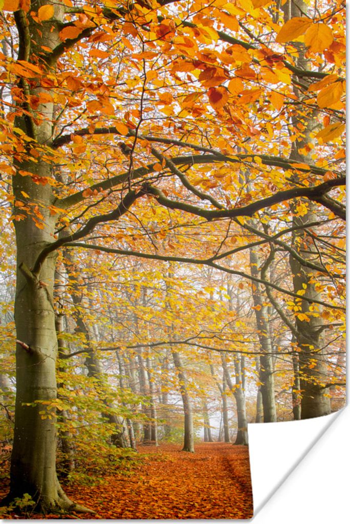 MuchoWow Poster Herbst - Wald - Dänemark 20x30 cm - Papierdruck