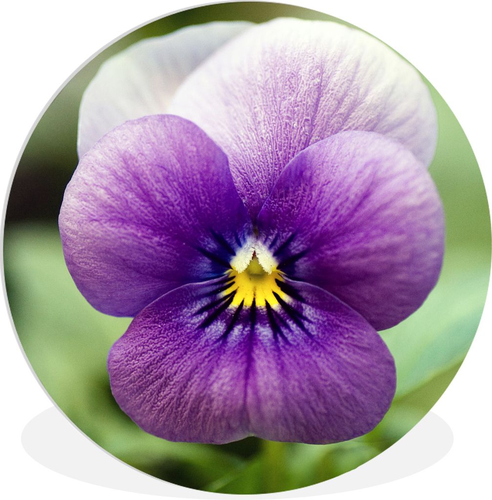 MuchoWow Rundes Wandbild - Runde Bilder Purpurviolett auf verblasstem Hintergrund Ø 90 cm Kreis Wanddekoration Kunststoff - Wandkreis - Wandschm...