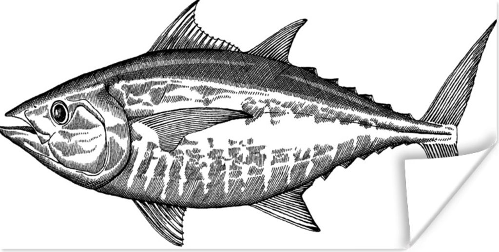 MuchoWow Poster Eine klassische Illustration eines Fisches 150x75 cm - ohne Rahmen
