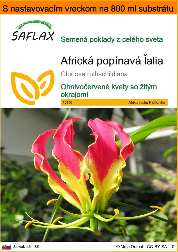 SAFLAX Garden in the bag - Africká popínavá ľalia - Obrázok produktu 