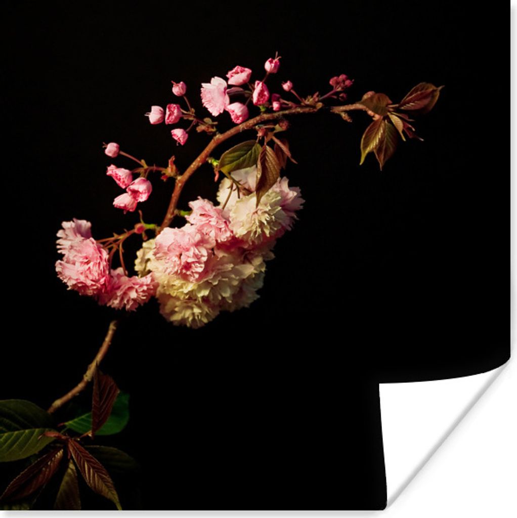 MuchoWow Poster Eine Kirschblüte vor einem schwarzen Hintergrund 75x75 cm - Wand Dekoration