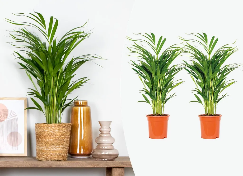 Palmier d'intérieur Areca : Lot de 2 Plantes Vertes Naturelles 70cm
