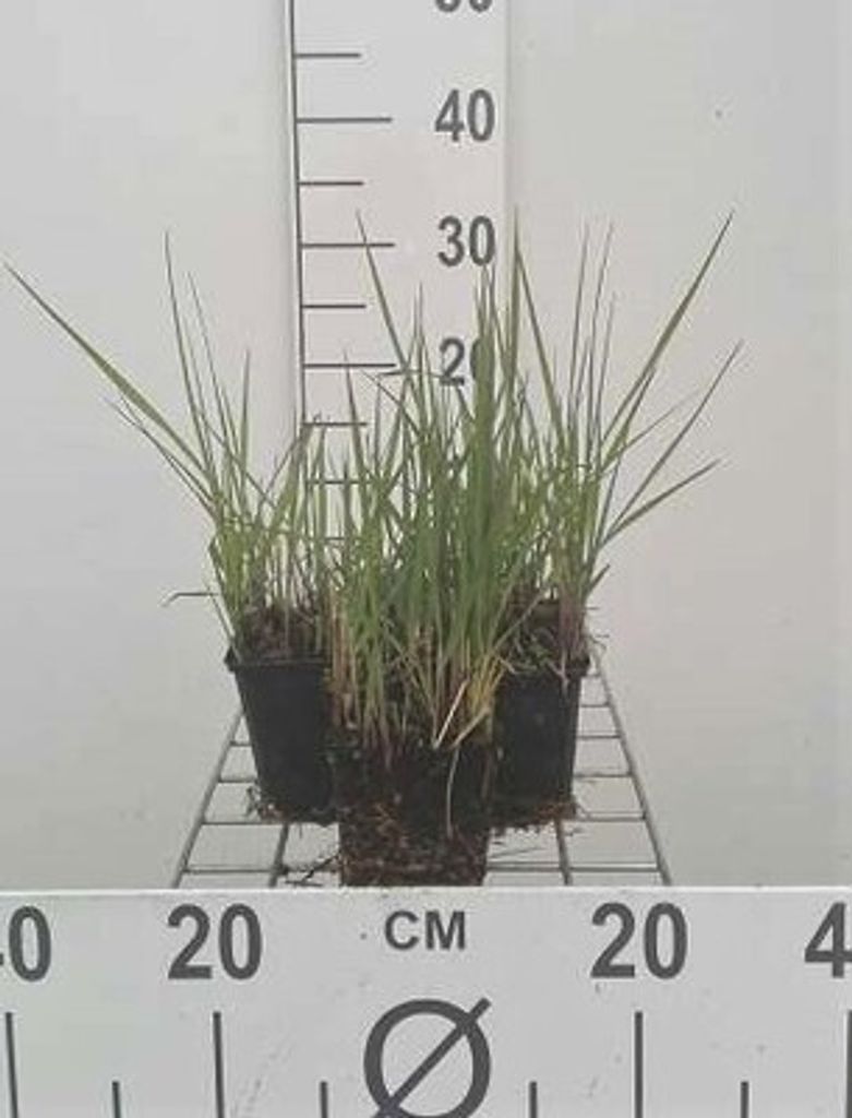6 x Panicum virg. 'Northwind' - Ruten Hirse - Topf 9 x 9 cm