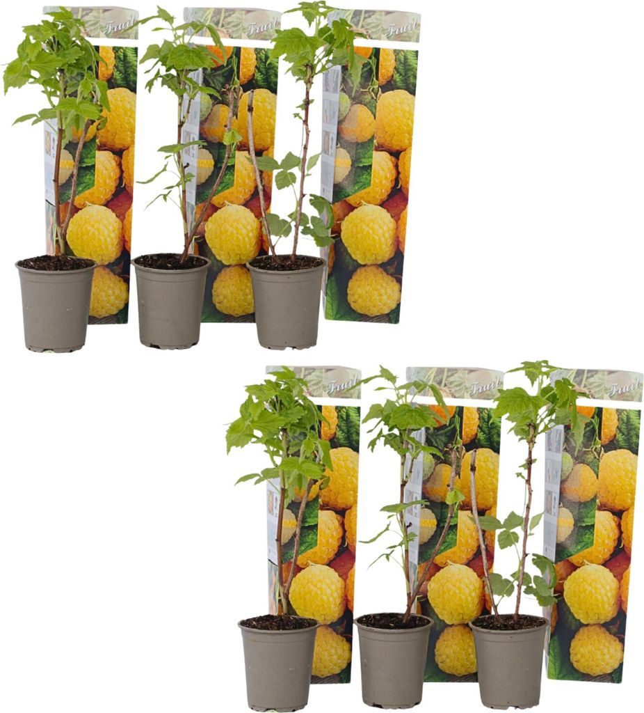 Himbeerpflanzen - 6 Stk - Rubus idaeus 'Fallgold' - Höhe 25-40cm - 9cm