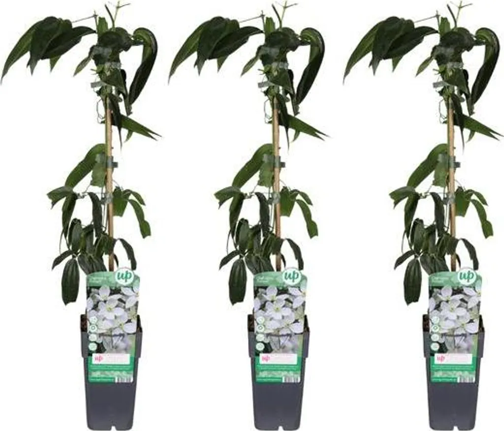 Clématite d'Armand : Plante Grimpante Persistante Parfumée - Lot de 3
