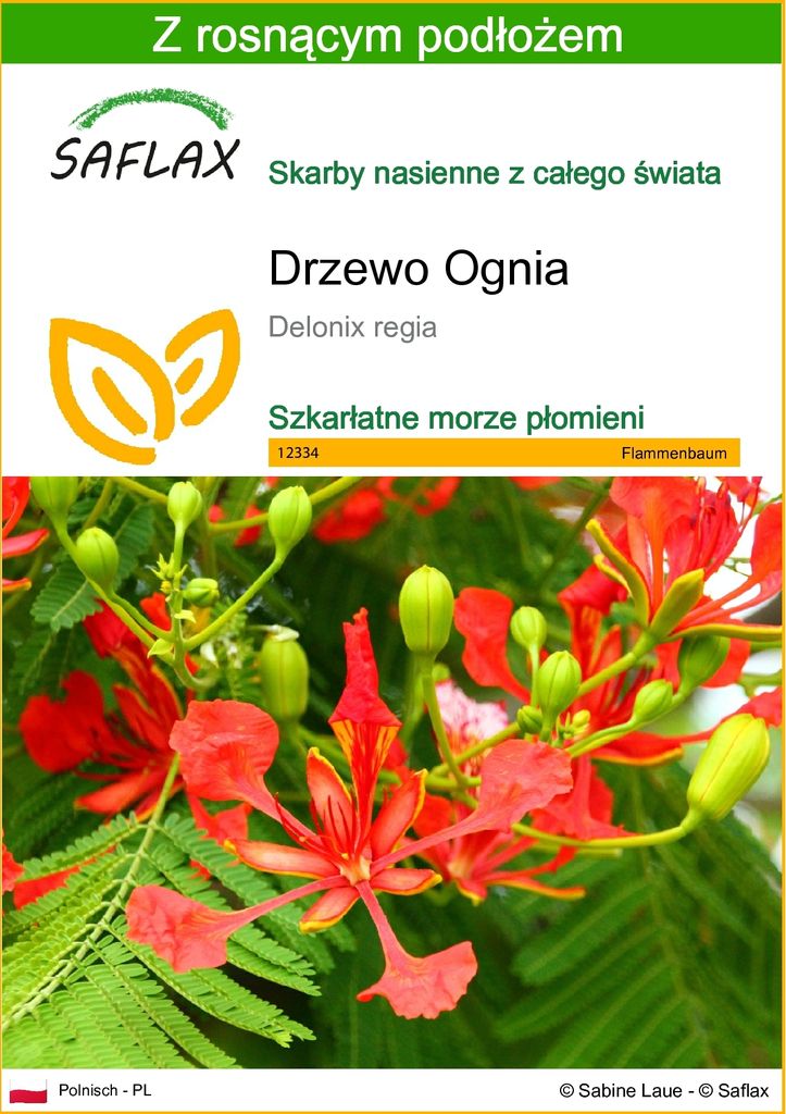 SAFLAX - Drzewo Ognia - 6 Nasiona - Z podłożem uprawowym Zdjęcie produktu 