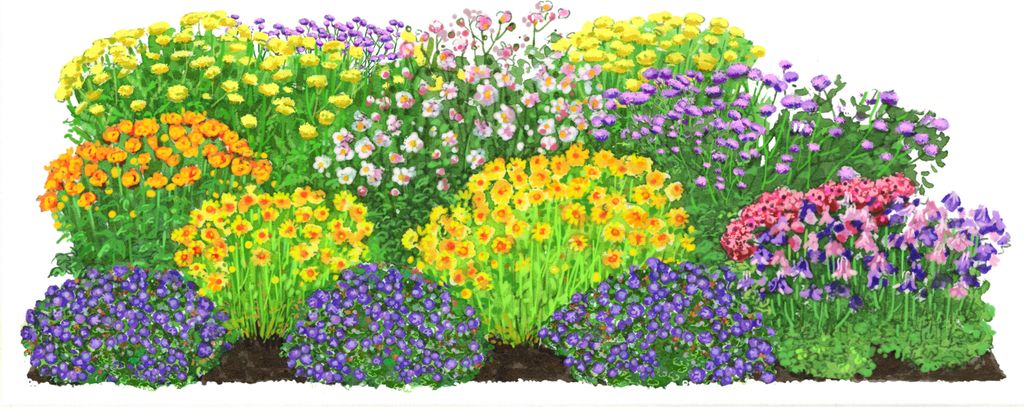 Dehner BioStauden-Set Es wird durchgeblüht, je 3x 8 verschiedene Gartenstauden, insgesamt 24 mehrjährige Pflanzen, je 3-20 cm, Ø Topf je 9 cm, g...