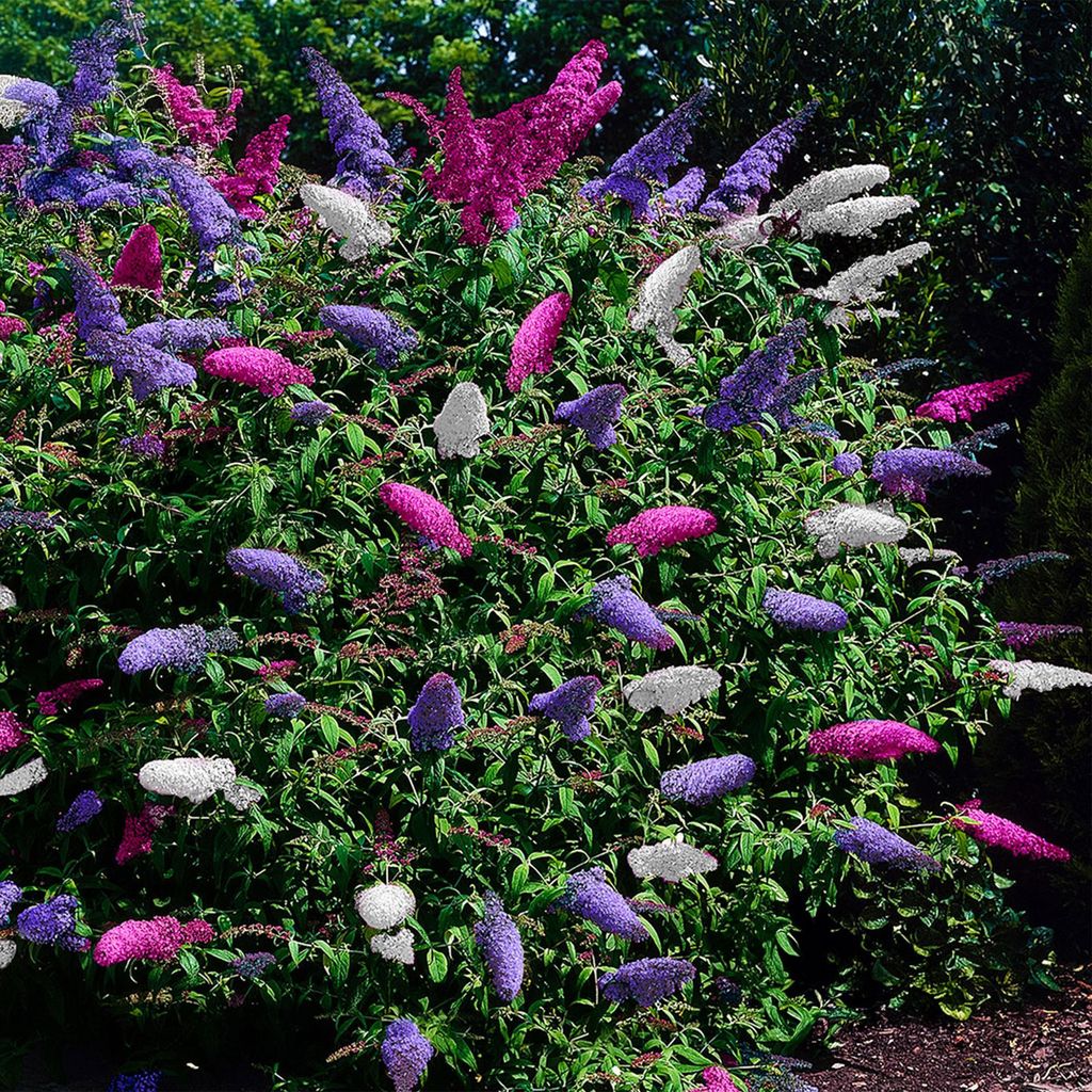 Green boutiQ - Vlinderstruik - Buddleja davidii Tricolour - Image du produit 