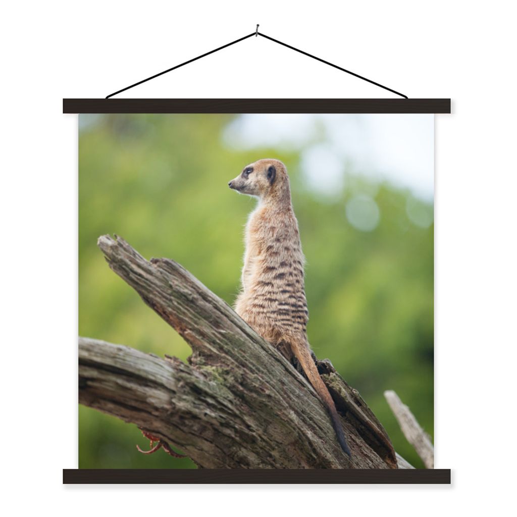 MuchoWow Textilposter Erdmännchen - Ast - Baum 60x60 cm mit schwarzem Rahmen - Posteraufhänger
