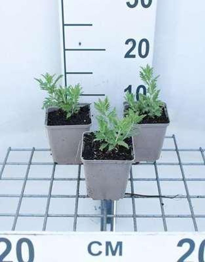 6 x Perovskia atripl. 'Blue Spire' - Blauraute - Topf 9 x 9 cm