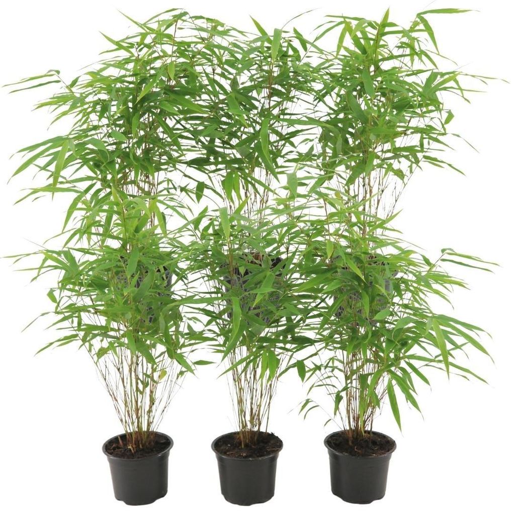 Planten van Frank | 6 bambusplanten | Fargesia rufa | Productafbeelding 