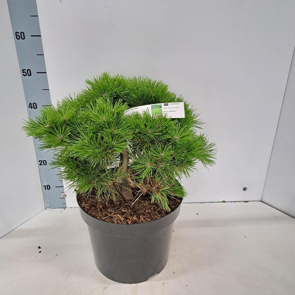 Pinus densiflora 'Low Glow' - Japanse rode den | 40-50 cm Productafbeelding 