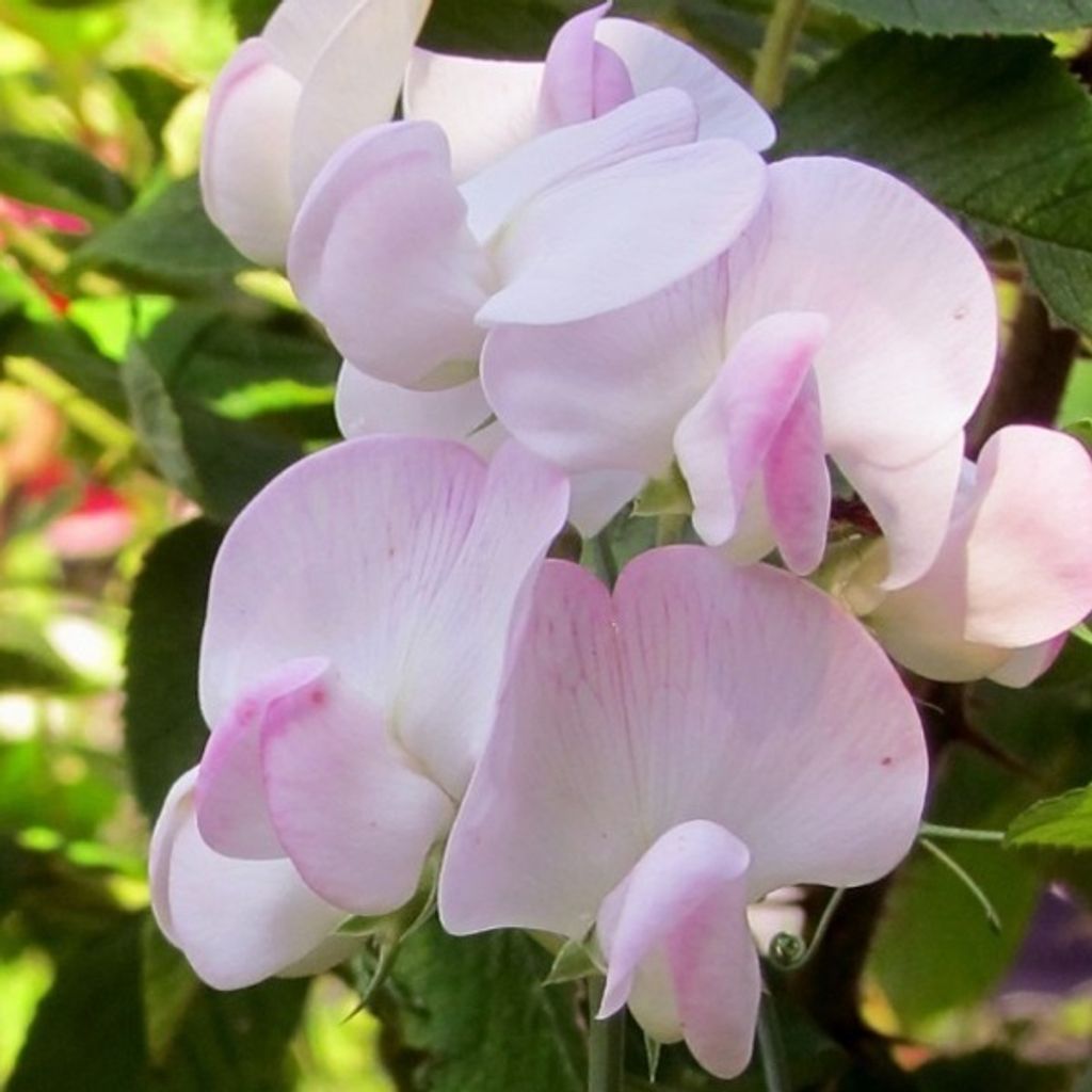 6 x Platterbse Rosa Perle - Lathyrus latifolius 'Pink Pearl' | Topf 9cm x 9cm