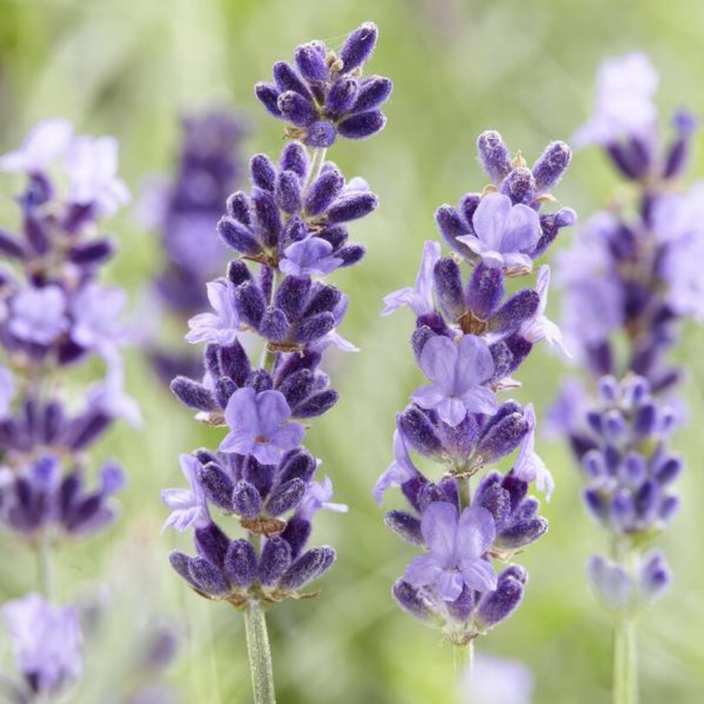 Lavandula angustifolia 'Hidcote' – Lavendel – Reich blühend – 10-25 cm – Ø9 cm – 60 Pflanzen – Pflegeleicht & sonnig – Für Gart...
