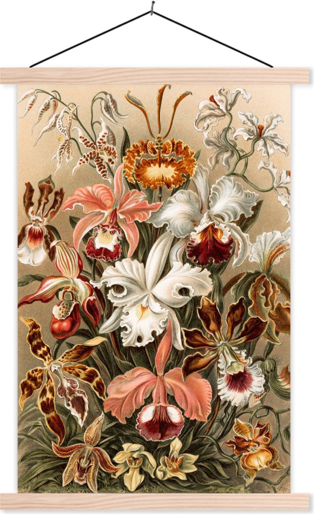 MuchoWow Textilposter Orchidee - Ernst Haeckel 120x180 cm mit holzfarbenen Rahmen - Textil-Plakat