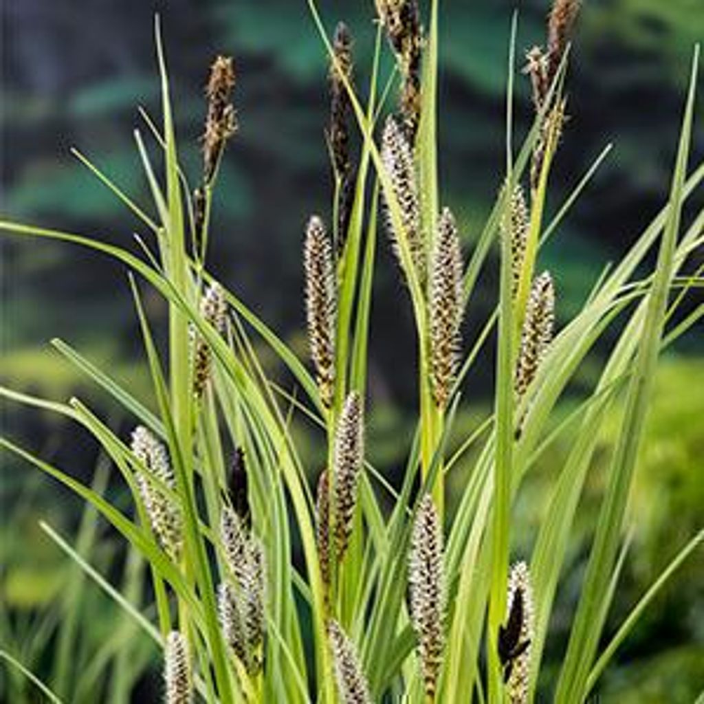 6 x  Carex riparia - Ufer-Segge - Topf 9 x 9 cm Produktbild 