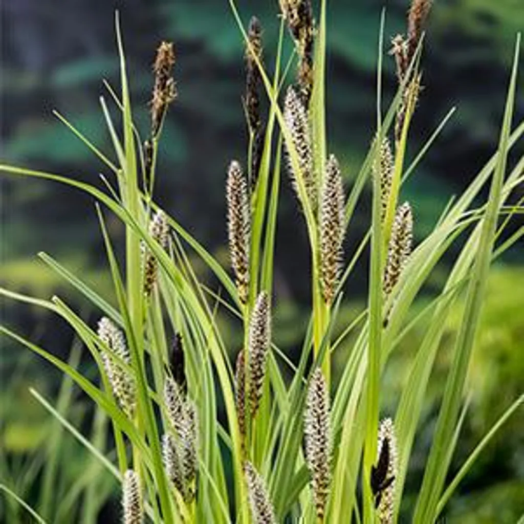 Stopper l'érosion des berges : 6 Carex riparia en pot pour talus