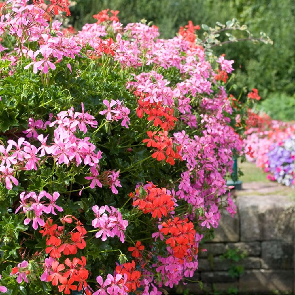 Bloomique - 6er-Mix - Pelargonium Peltatum - Hängende Produktbild 