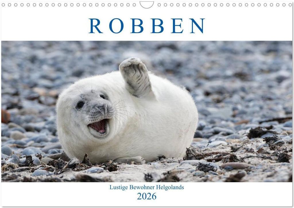 Robben - Lustige Bewohner Helgolands (Wandkalender 2026 DIN A3 quer), CALVENDO Monatskalender