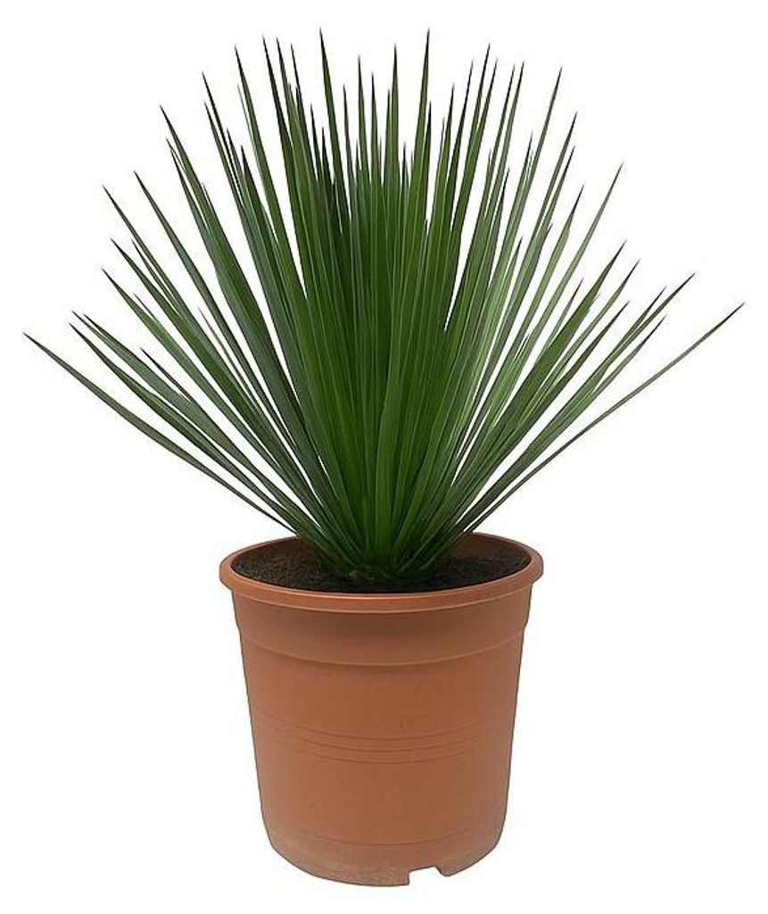Palmlilie Yucca Rostrata - 24cm Topf 60cm hoch Produktbild 