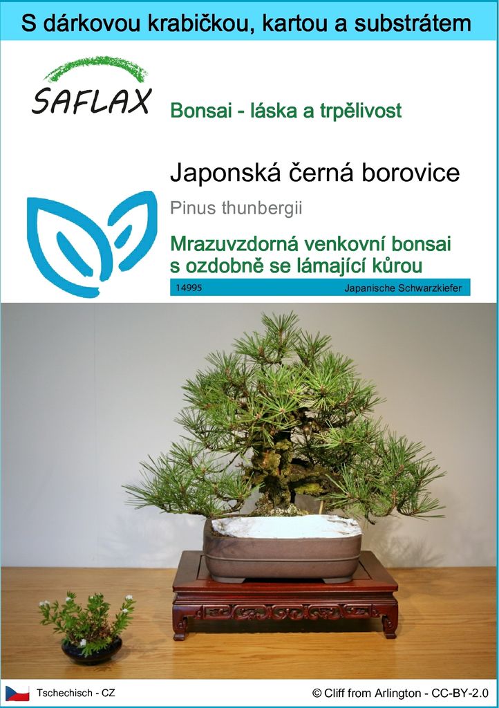 SAFLAX Dárková sada - Japonská černá borovice - Pinus Obrázek produktu 