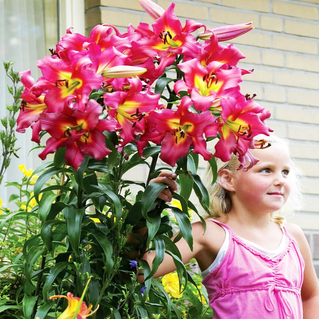 Baumlilien Zwiebeln Friso - Winterharte Riesenlilien 150-250cm Höhe