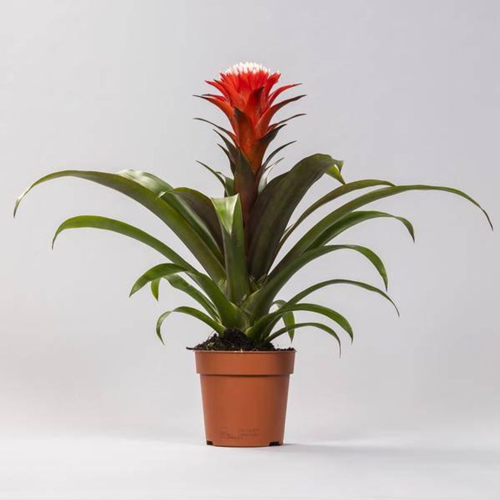 Guzmania Hope Bromelie Ø12cm 40cm blühende Zimmerpflanze Pflegeleicht dekorativ