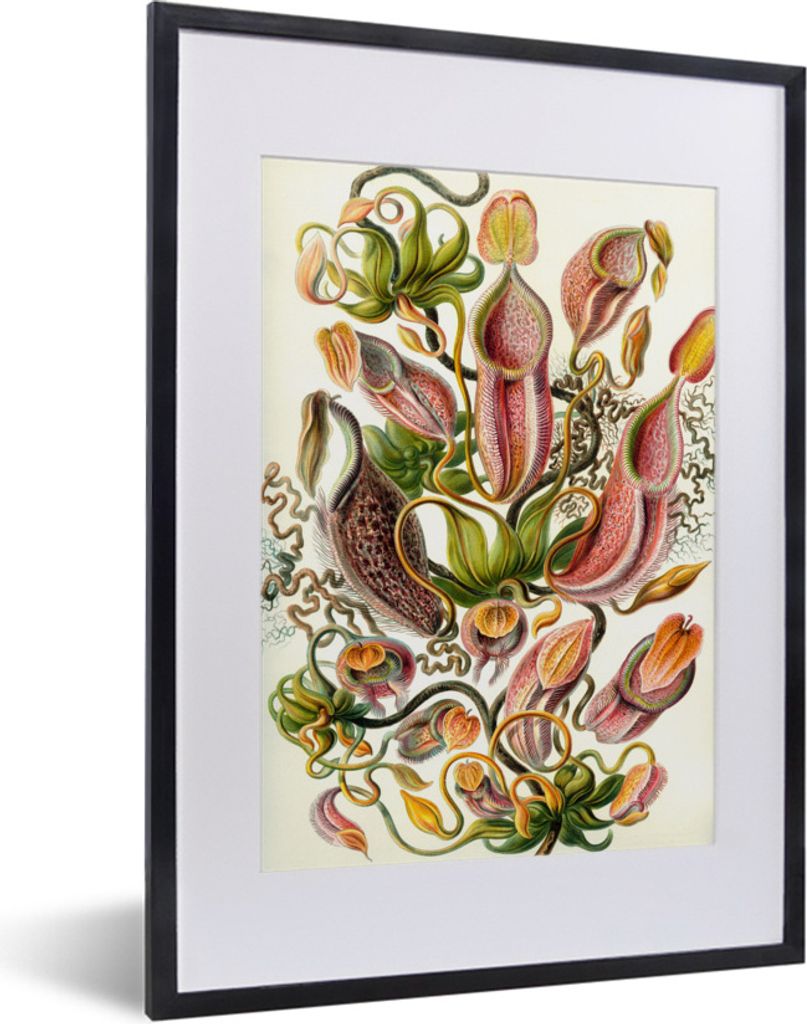 MuchoWow Gerahmtes Poster Design - Botanisch - Fleischfressende Pflanze - Ernst Haeckel 30x40 cm - Poster mit Schwarzem Bilderrahmen Wandposter R...