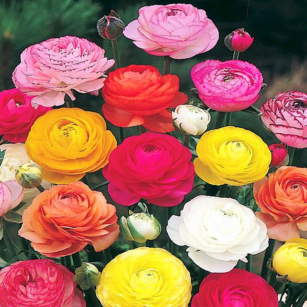 Ranunkel Zwiebel Blumenzwiebel Ranunculus Ranunkel Mix Mischung 15 St.