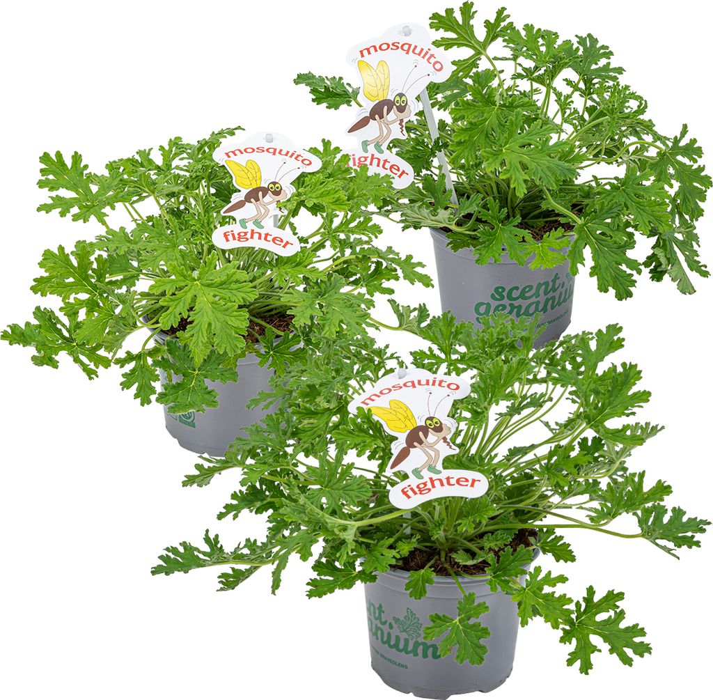 Bloomique - 3er Set - Pelargonium Graveolens - Produktbild 