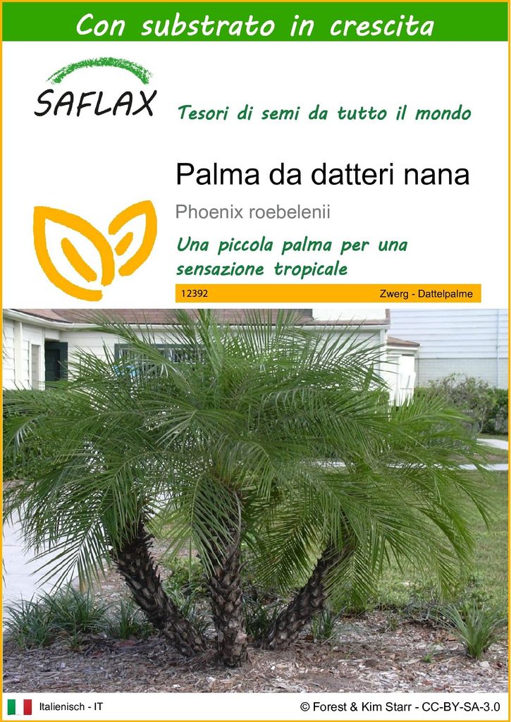 SAFLAX  - Palma da datteri nana - 25 semi - Con substrato - Immagine del prodotto 