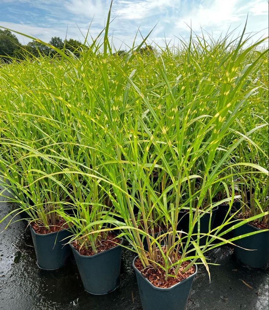 Miscanthus sinensis 'Zebrinus', Zebragras, gestreift, 3-5 Liter Container