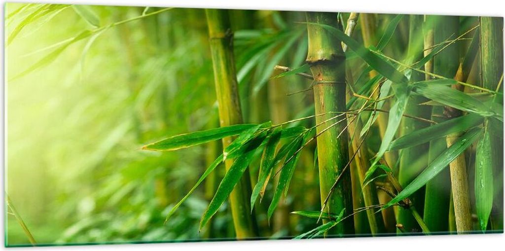 Bilder auf glas - Bambus Pflanze - 120x50cm - Glasbilder - Produktbild 