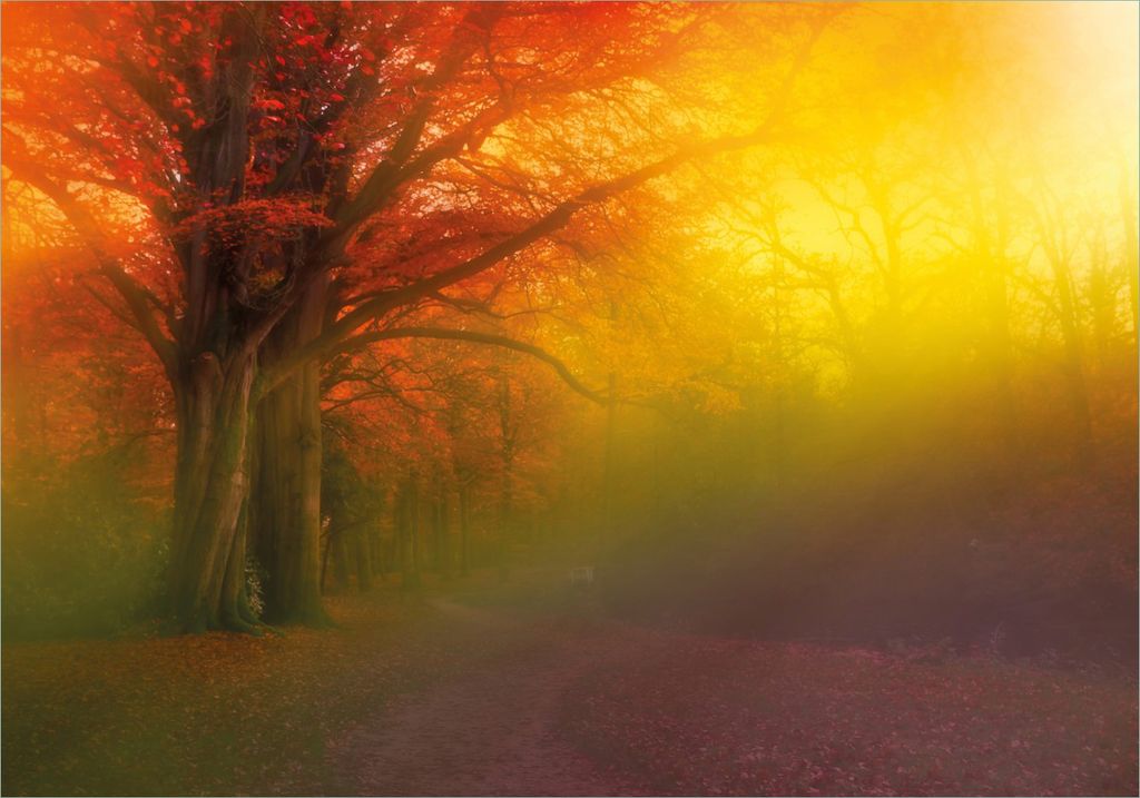 Wallario Poster - Bunter Herbst - Waldlandschaft bei Nebel in Regenbogenfarben, Kunstdruck Größe: 70 x 100 cm