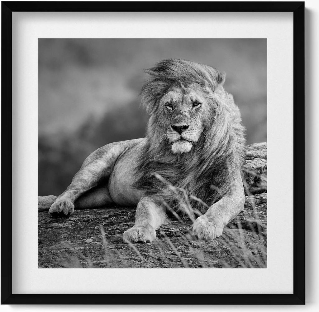 Majestätisches Tier Löwe– Wandbild mit Rahmen – Gerahmtes Bild – Wanddekoration – 50x50 cm – Schwarz Rahmen