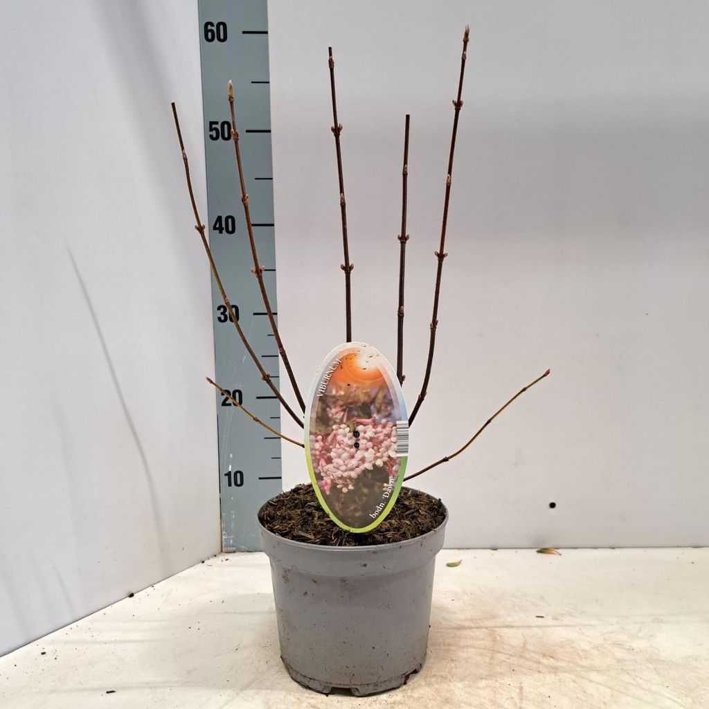 Viburnum bodnantense 'Dawn' - Winterschneeball | 40-50 cm im Topf