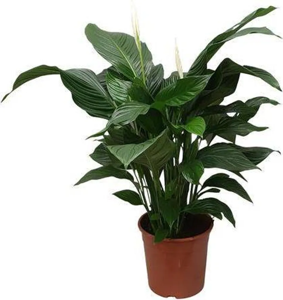 Lys de la Paix Géant Spathiphyllum - Plante d'Intérieur Verte 80cm