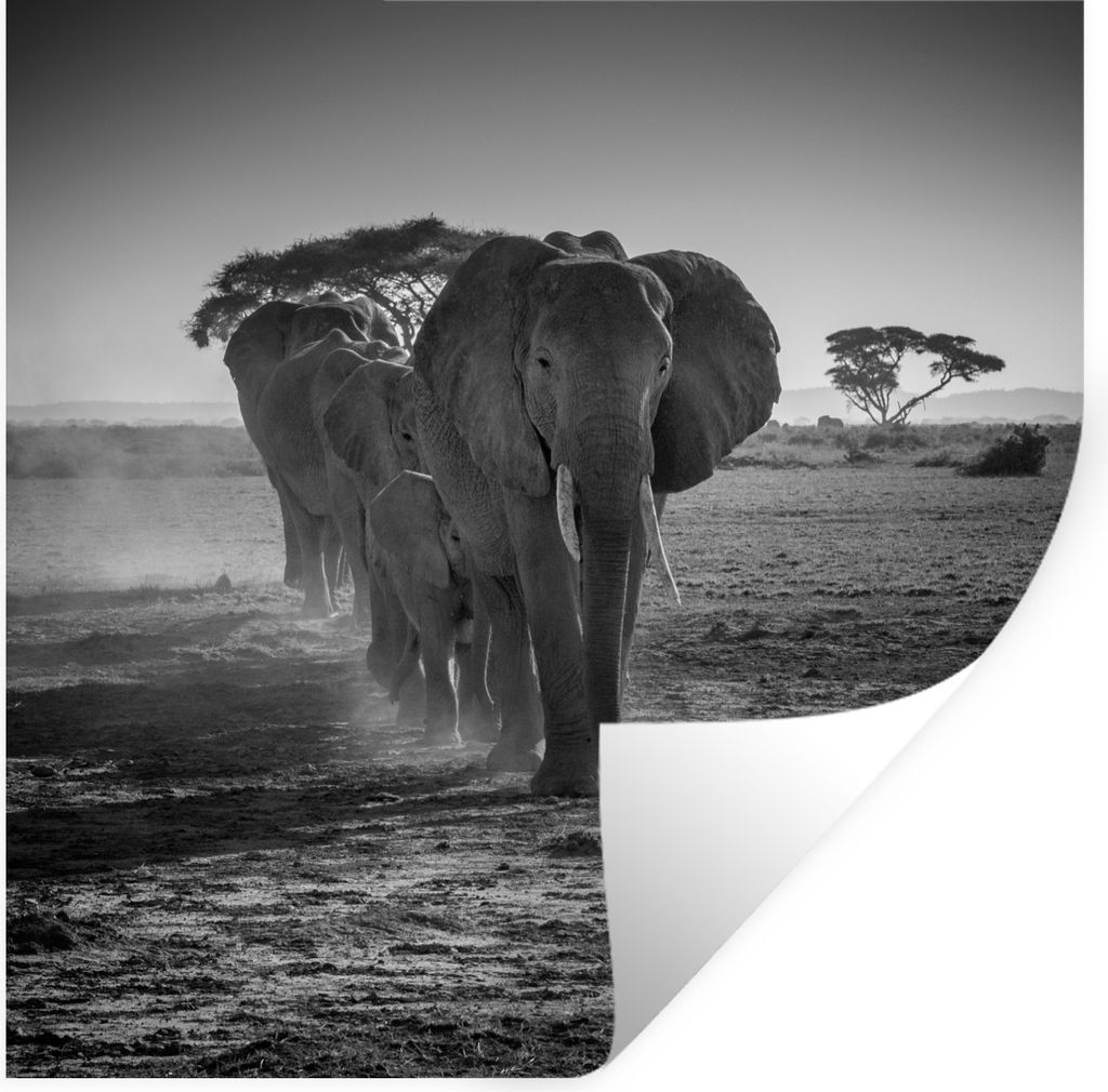 MuchoWow Wandtattoo Wandsticker Wandaufkleber Elefant - Einfarbig - Tiere - Schwarz - Weiß 50x50 cm Selbstklebend und Repositionierbar - Selbstk...