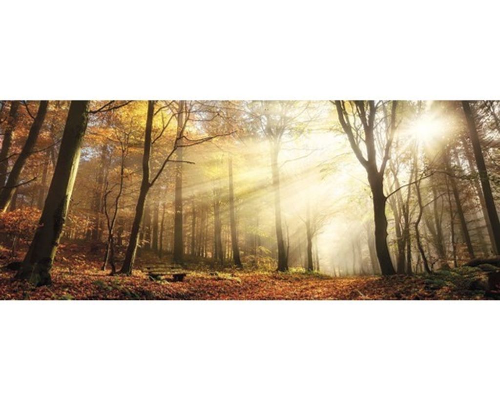 Glasbild Sun & Forest II 80x30 cm