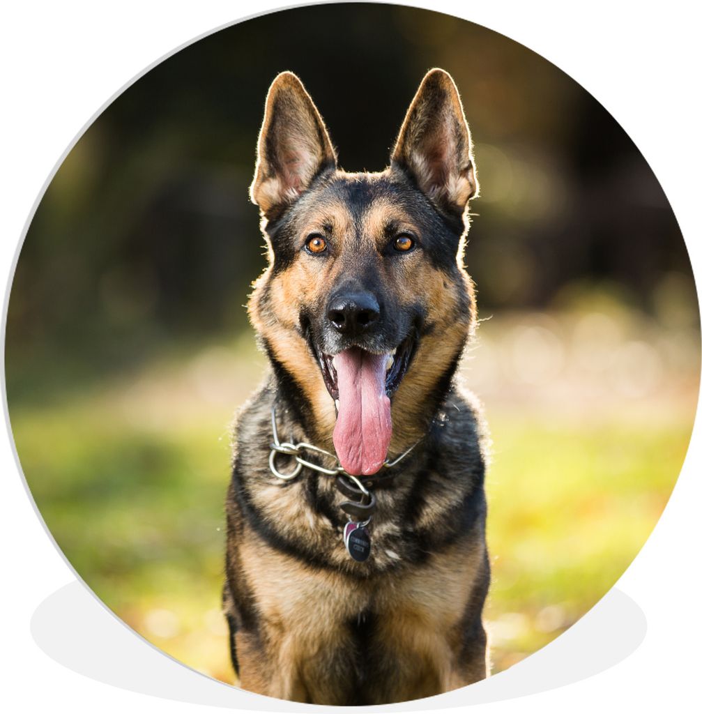 MuchoWow Rundes Wandbild - Runde Bilder Ein Deutscher Schäferhund lächelt mit heraushängender Zunge in die Kamera Ø 90 cm Kreis Wanddekoratio...