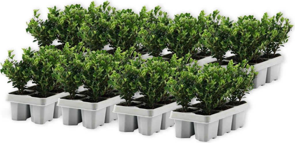 Houx crenelé - Set de 48 - Ilex crenata 'Jenny' - Hauteur Image du produit 