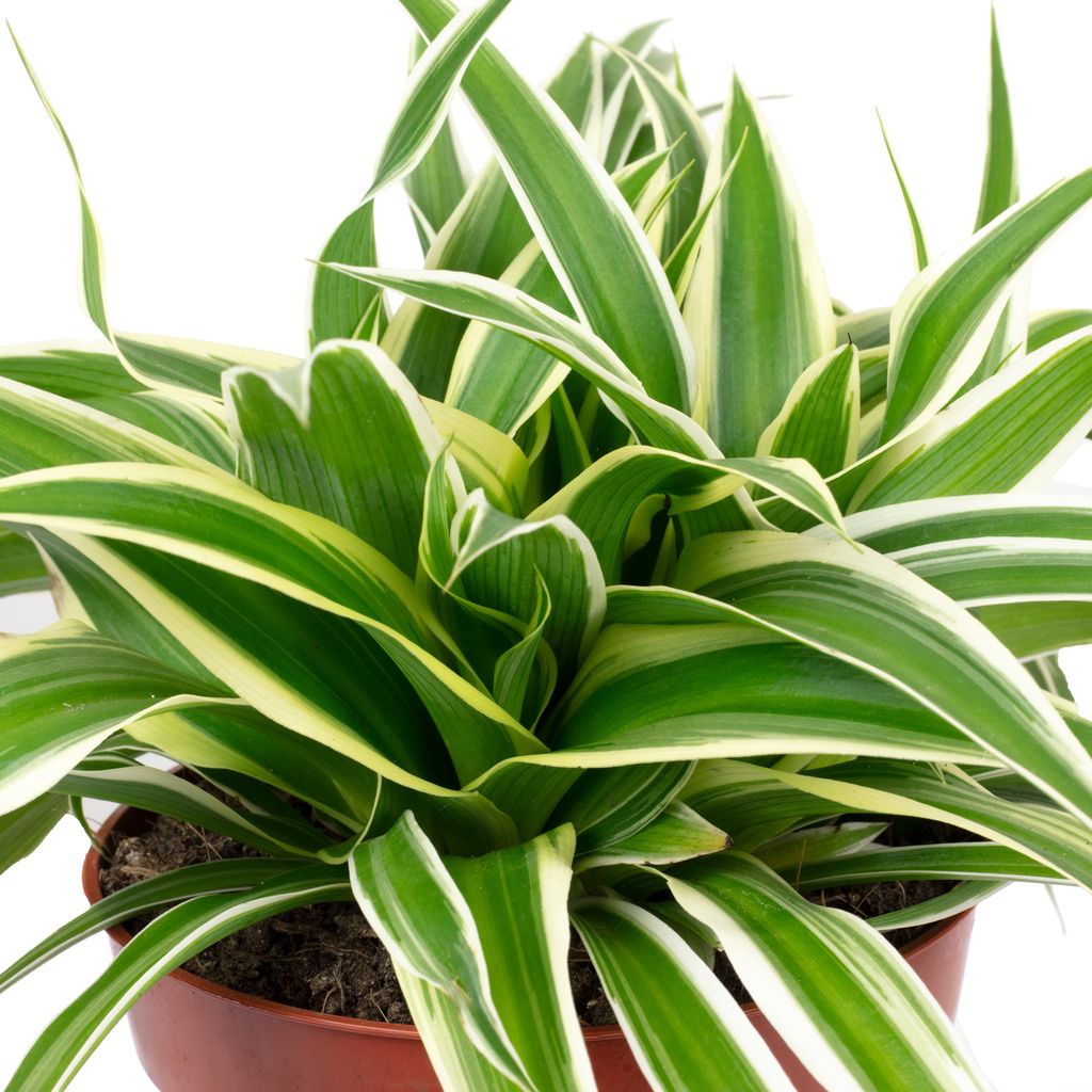 Pflegeleichte Grünlilie "Ocean" - Chlorophytum Comosum - Produktbild 