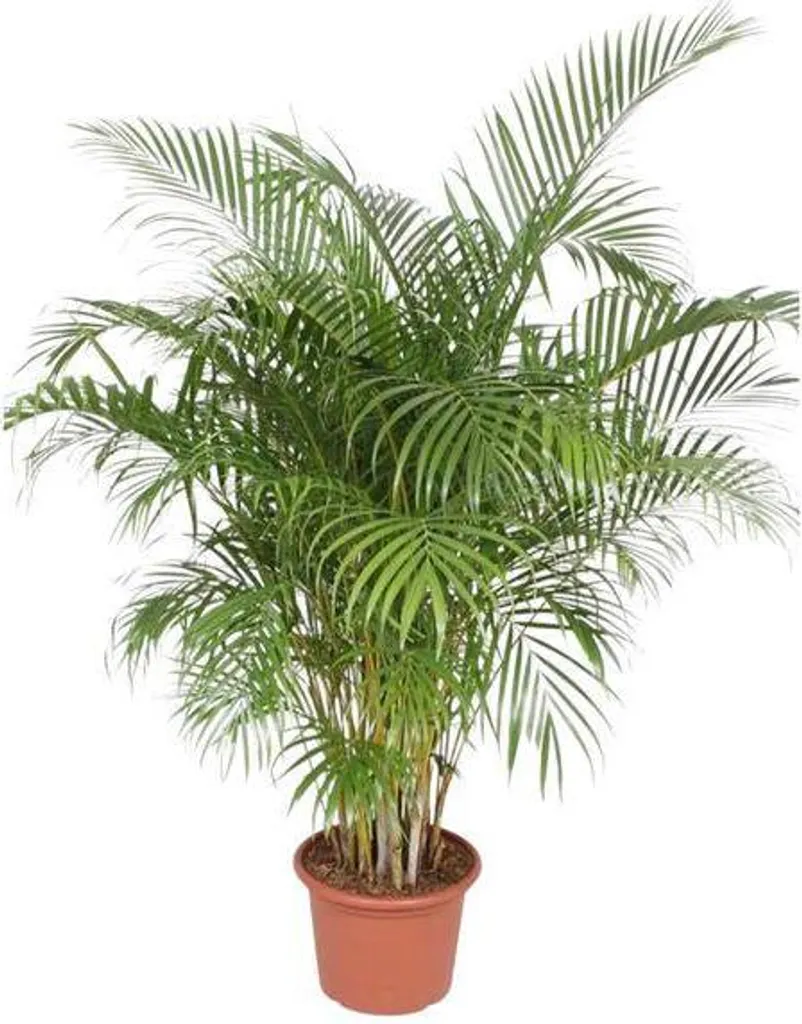 Palmier Areca 200 cm Facile d'Entretien - Plante Tropicale Décorative