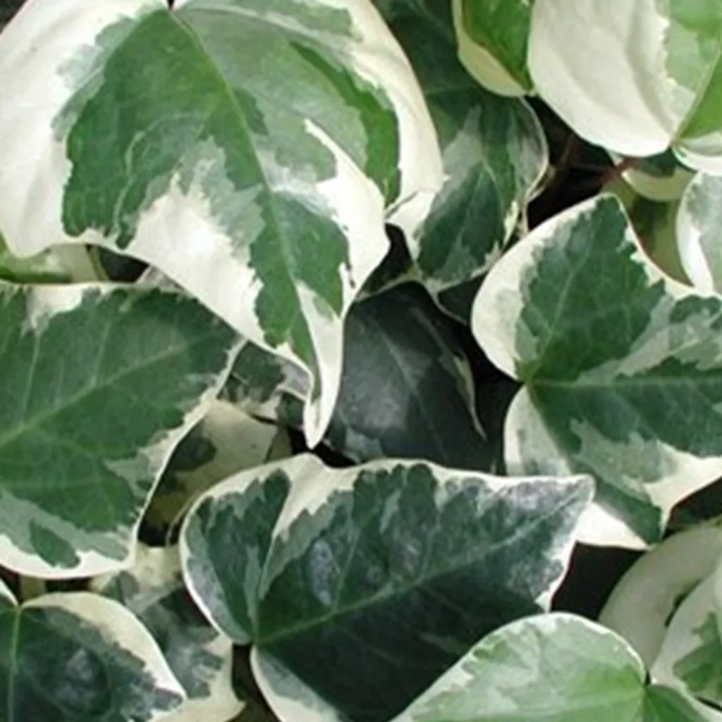 2 x Edera nordafricana - Hedera algeriensis 'Gloire De Marengo' | 50-60 cm in vaso