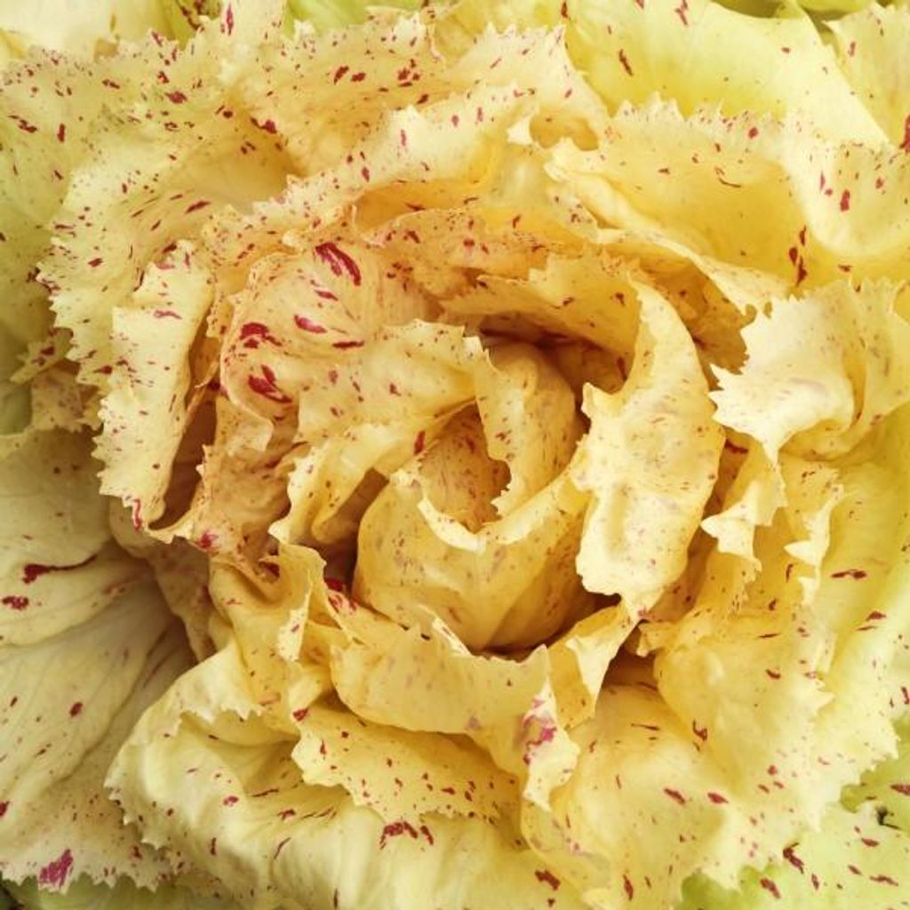 Radiccio "Variegata di Castelfranco" - 100 Samen Produktbild 
