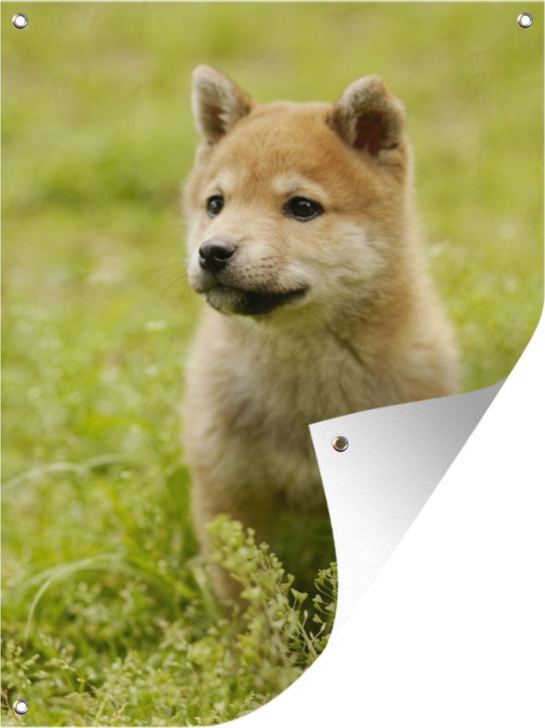 MuchoWow 30x40 cm Outdoor-Poster Gartendeko Sichtschutz Garten Poster für den Garten Shiba Inu Welpe im Gras