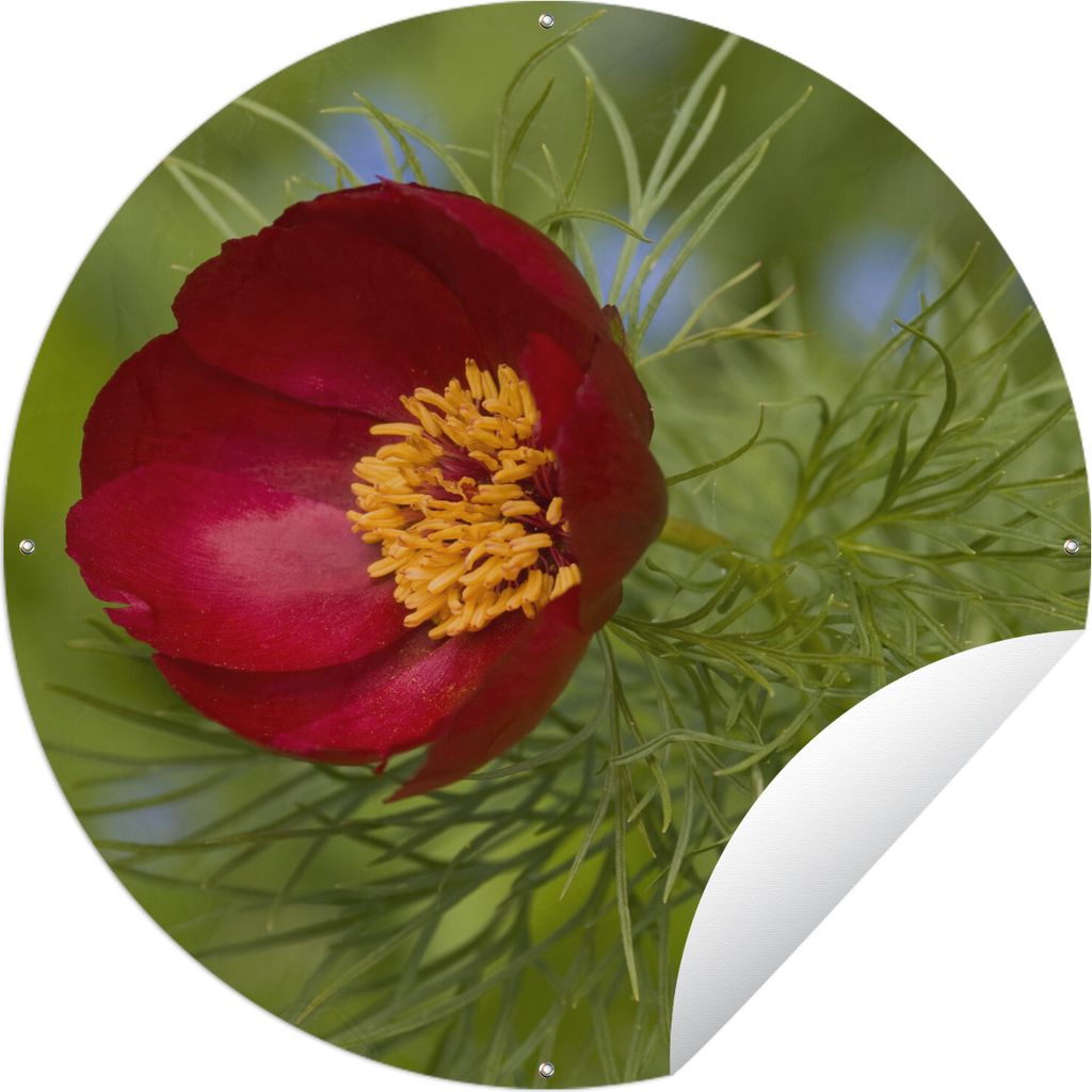 MuchoWow Gartenposter Outdoor-Poster Rund Die rote Pfingstrose mit grünem Hintergrund Ø 120 cm Gartendeko Rundes Poster draußen