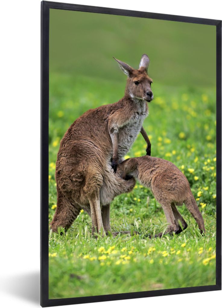 MuchoWow MuchoWow Gerahmtes Poster Känguru - Blumen - Jung 20x30 cm - Poster mit zchwarzem Bilderrahmen - Drucken - Bilder Poster im Rahmen