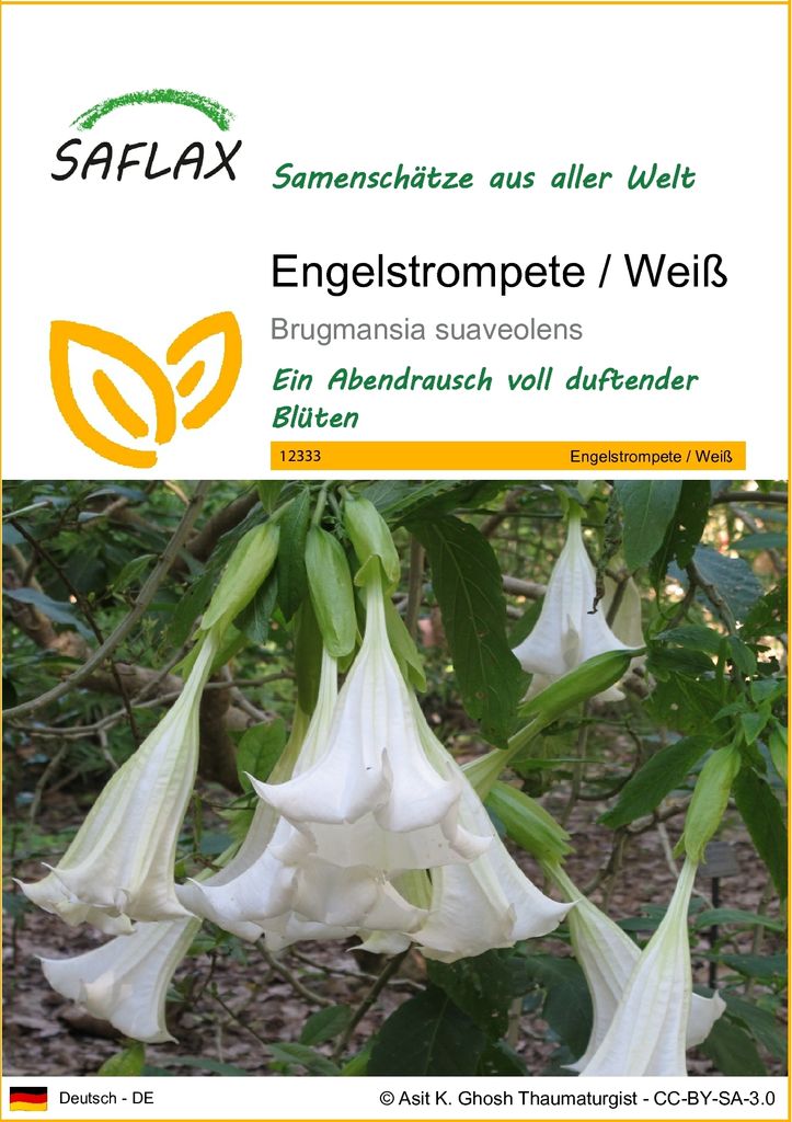 SAFLAX - Engelstrompete / Weiß - 10 Samen - Brugmansia suaveolens